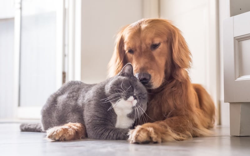 dog and cat snuggling